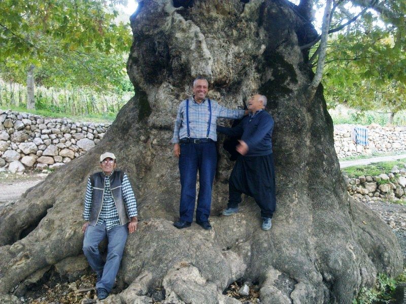 GÃƒÂƒÃ‚ÂƒÃƒÂ‚Ã‚Â¶rÃƒÂƒÃ‚ÂƒÃƒÂ‚Ã‚Â¼ntÃƒÂƒÃ‚ÂƒÃƒÂ‚Ã‚Â¼0748 [800x600].jpg