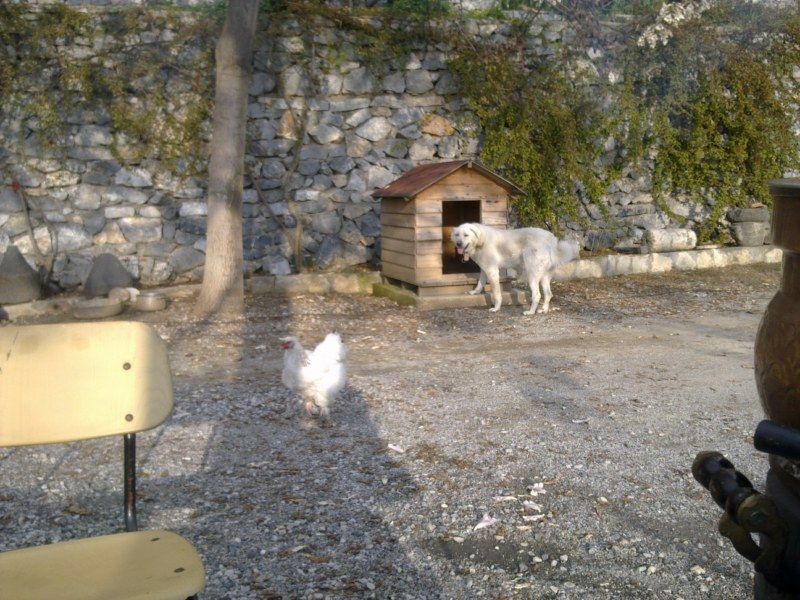 GÃƒÂƒÃ‚ÂƒÃƒÂ‚Ã‚Â¶rÃƒÂƒÃ‚ÂƒÃƒÂ‚Ã‚Â¼ntÃƒÂƒÃ‚ÂƒÃƒÂ‚Ã‚Â¼1267 [800x600].jpg