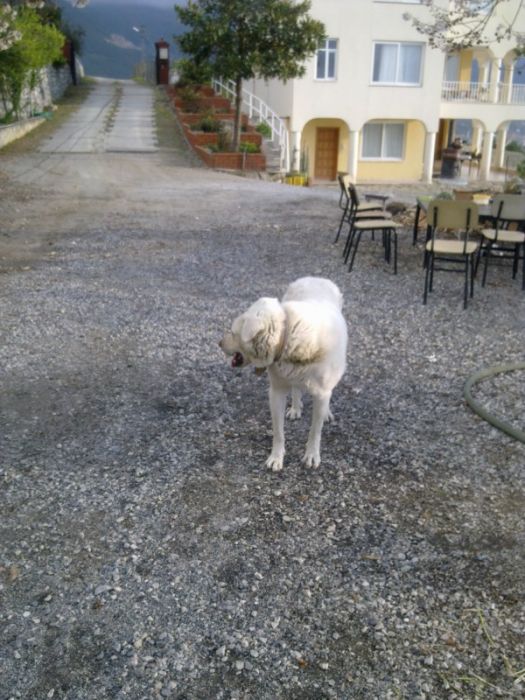 GÃƒÂƒÃ‚ÂƒÃƒÂ‚Ã‚Â¶rÃƒÂƒÃ‚ÂƒÃƒÂ‚Ã‚Â¼ntÃƒÂƒÃ‚ÂƒÃƒÂ‚Ã‚Â¼1271 [800x600].jpg