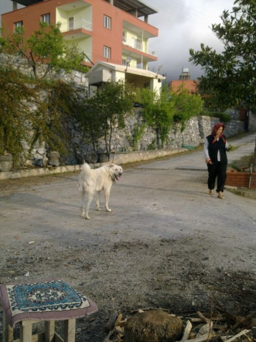 GÃƒÂƒÃ‚ÂƒÃƒÂ‚Ã‚Â¶rÃƒÂƒÃ‚ÂƒÃƒÂ‚Ã‚Â¼ntÃƒÂƒÃ‚ÂƒÃƒÂ‚Ã‚Â¼1274 [800x600].jpg