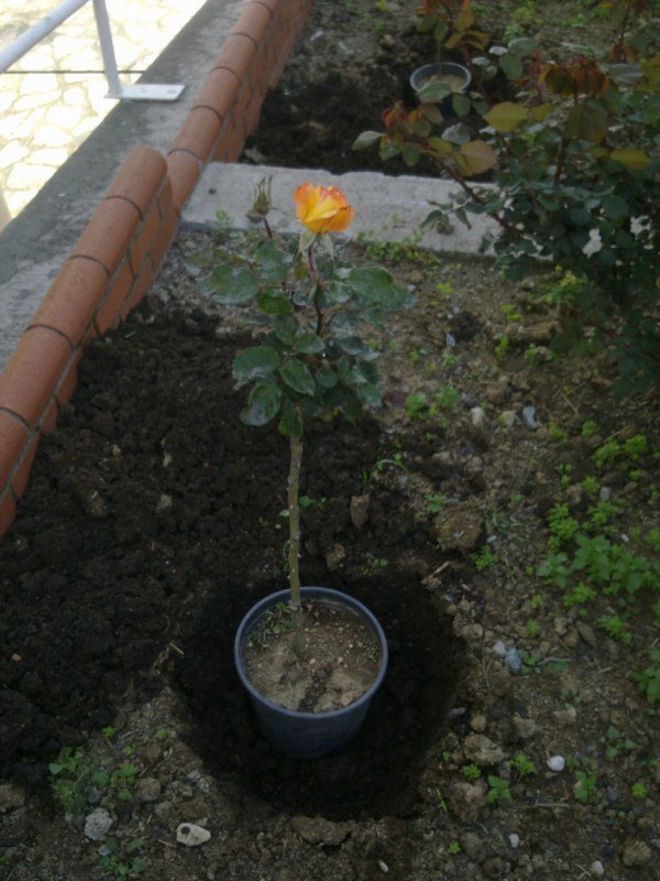 GÃƒÂƒÃ‚ÂƒÃƒÂ‚Ã‚Â¶rÃƒÂƒÃ‚ÂƒÃƒÂ‚Ã‚Â¼ntÃƒÂƒÃ‚ÂƒÃƒÂ‚Ã‚Â¼1348 [800x600].jpg