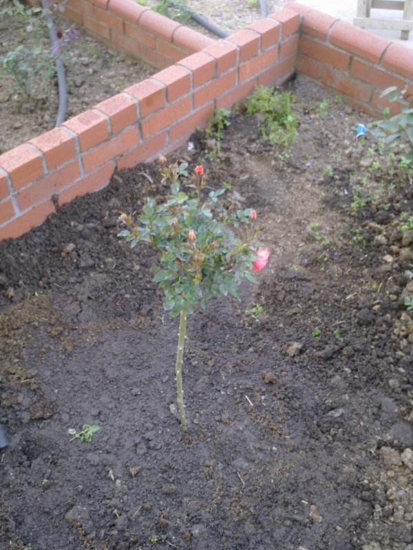 GÃƒÂƒÃ‚ÂƒÃƒÂ‚Ã‚Â¶rÃƒÂƒÃ‚ÂƒÃƒÂ‚Ã‚Â¼ntÃƒÂƒÃ‚ÂƒÃƒÂ‚Ã‚Â¼1349 [800x600].jpg