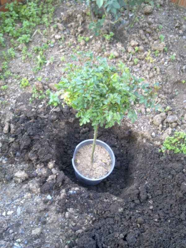 GÃƒÂƒÃ‚ÂƒÃƒÂ‚Ã‚Â¶rÃƒÂƒÃ‚ÂƒÃƒÂ‚Ã‚Â¼ntÃƒÂƒÃ‚ÂƒÃƒÂ‚Ã‚Â¼1350 [800x600].jpg