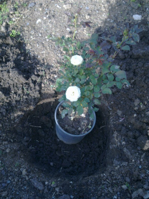 GÃƒÂƒÃ‚ÂƒÃƒÂ‚Ã‚Â¶rÃƒÂƒÃ‚ÂƒÃƒÂ‚Ã‚Â¼ntÃƒÂƒÃ‚ÂƒÃƒÂ‚Ã‚Â¼1351 [800x600].jpg