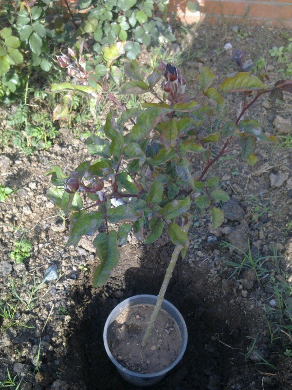 GÃƒÂƒÃ‚ÂƒÃƒÂ‚Ã‚Â¶rÃƒÂƒÃ‚ÂƒÃƒÂ‚Ã‚Â¼ntÃƒÂƒÃ‚ÂƒÃƒÂ‚Ã‚Â¼1352 [800x600].jpg