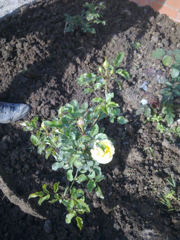 GÃƒÂƒÃ‚ÂƒÃƒÂ‚Ã‚Â¶rÃƒÂƒÃ‚ÂƒÃƒÂ‚Ã‚Â¼ntÃƒÂƒÃ‚ÂƒÃƒÂ‚Ã‚Â¼1353 [800x600].jpg