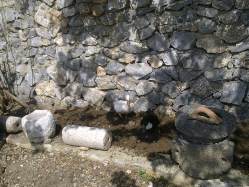 GÃƒÂƒÃ‚ÂƒÃƒÂ‚Ã‚Â¶rÃƒÂƒÃ‚ÂƒÃƒÂ‚Ã‚Â¼ntÃƒÂƒÃ‚ÂƒÃƒÂ‚Ã‚Â¼1356 [800x600].jpg