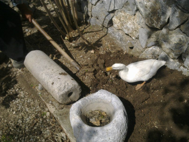 GÃƒÂƒÃ‚ÂƒÃƒÂ‚Ã‚Â¶rÃƒÂƒÃ‚ÂƒÃƒÂ‚Ã‚Â¼ntÃƒÂƒÃ‚ÂƒÃƒÂ‚Ã‚Â¼1358 [800x600].jpg