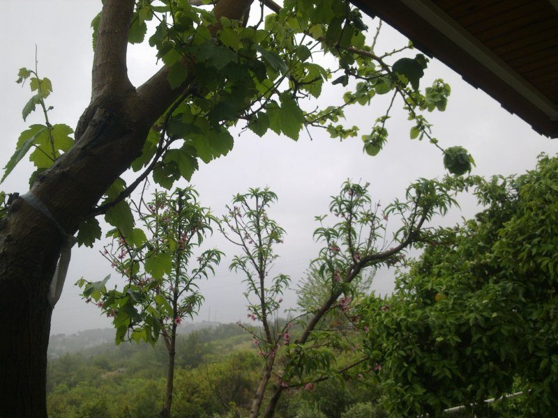 GÃƒÂƒÃ‚ÂƒÃƒÂ‚Ã‚Â¶rÃƒÂƒÃ‚ÂƒÃƒÂ‚Ã‚Â¼ntÃƒÂƒÃ‚ÂƒÃƒÂ‚Ã‚Â¼1417 [800x600].jpg