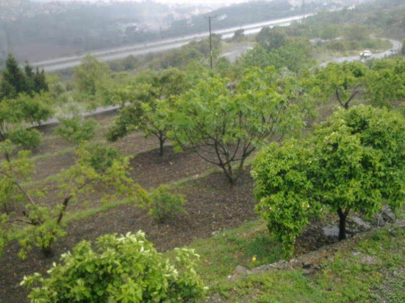 GÃƒÂƒÃ‚ÂƒÃƒÂ‚Ã‚Â¶rÃƒÂƒÃ‚ÂƒÃƒÂ‚Ã‚Â¼ntÃƒÂƒÃ‚ÂƒÃƒÂ‚Ã‚Â¼1421 [800x600].jpg