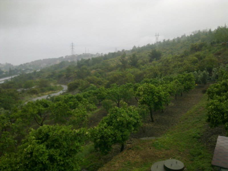 GÃƒÂƒÃ‚ÂƒÃƒÂ‚Ã‚Â¶rÃƒÂƒÃ‚ÂƒÃƒÂ‚Ã‚Â¼ntÃƒÂƒÃ‚ÂƒÃƒÂ‚Ã‚Â¼1422 [800x600].jpg