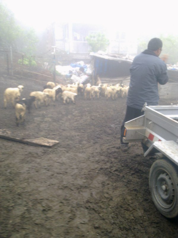 GÃƒÂƒÃ‚ÂƒÃƒÂ‚Ã‚Â¶rÃƒÂƒÃ‚ÂƒÃƒÂ‚Ã‚Â¼ntÃƒÂƒÃ‚ÂƒÃƒÂ‚Ã‚Â¼1470 [800x600].jpg