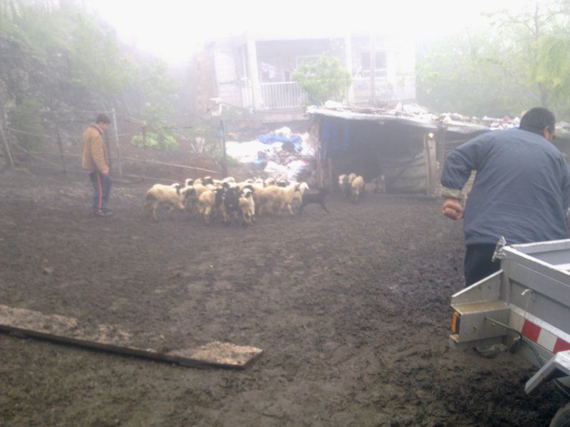 GÃƒÂƒÃ‚ÂƒÃƒÂ‚Ã‚Â¶rÃƒÂƒÃ‚ÂƒÃƒÂ‚Ã‚Â¼ntÃƒÂƒÃ‚ÂƒÃƒÂ‚Ã‚Â¼1472 [800x600].jpg