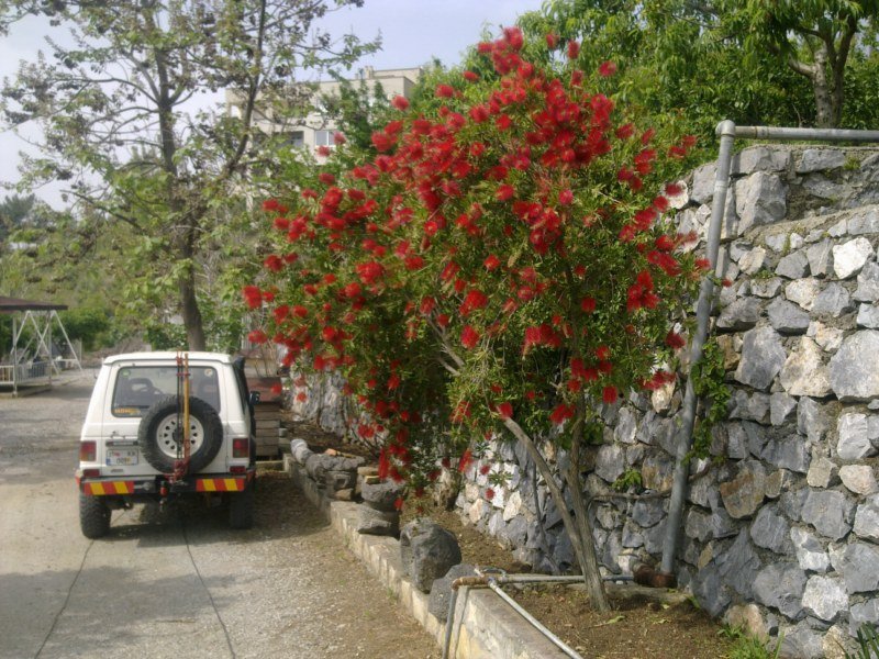 GÃƒÂƒÃ‚ÂƒÃƒÂ‚Ã‚Â¶rÃƒÂƒÃ‚ÂƒÃƒÂ‚Ã‚Â¼ntÃƒÂƒÃ‚ÂƒÃƒÂ‚Ã‚Â¼1475 [800x600].jpg