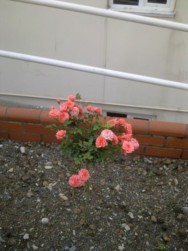 GÃƒÂƒÃ‚ÂƒÃƒÂ‚Ã‚Â¶rÃƒÂƒÃ‚ÂƒÃƒÂ‚Ã‚Â¼ntÃƒÂƒÃ‚ÂƒÃƒÂ‚Ã‚Â¼1476 [800x600].jpg