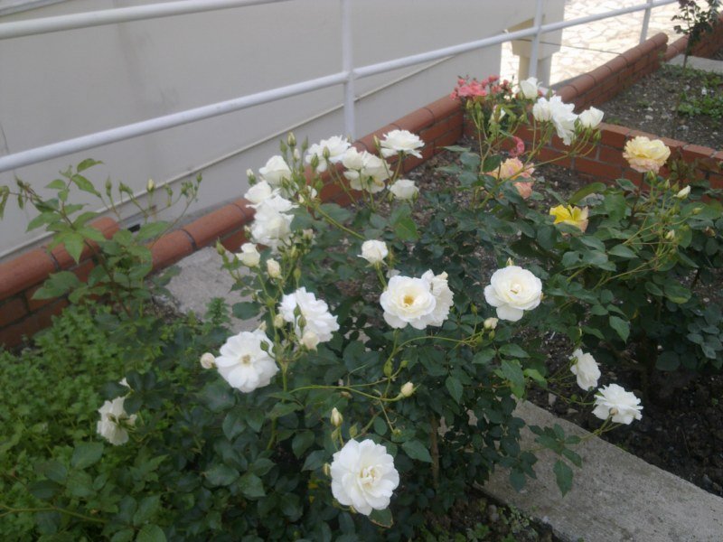 GÃƒÂƒÃ‚ÂƒÃƒÂ‚Ã‚Â¶rÃƒÂƒÃ‚ÂƒÃƒÂ‚Ã‚Â¼ntÃƒÂƒÃ‚ÂƒÃƒÂ‚Ã‚Â¼1477 [800x600].jpg