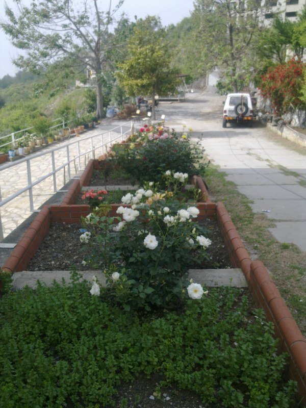 GÃƒÂƒÃ‚ÂƒÃƒÂ‚Ã‚Â¶rÃƒÂƒÃ‚ÂƒÃƒÂ‚Ã‚Â¼ntÃƒÂƒÃ‚ÂƒÃƒÂ‚Ã‚Â¼1478 [800x600].jpg