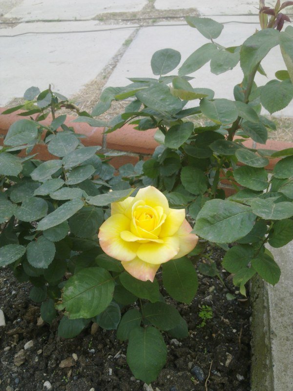 GÃƒÂƒÃ‚ÂƒÃƒÂ‚Ã‚Â¶rÃƒÂƒÃ‚ÂƒÃƒÂ‚Ã‚Â¼ntÃƒÂƒÃ‚ÂƒÃƒÂ‚Ã‚Â¼1479 [800x600].jpg