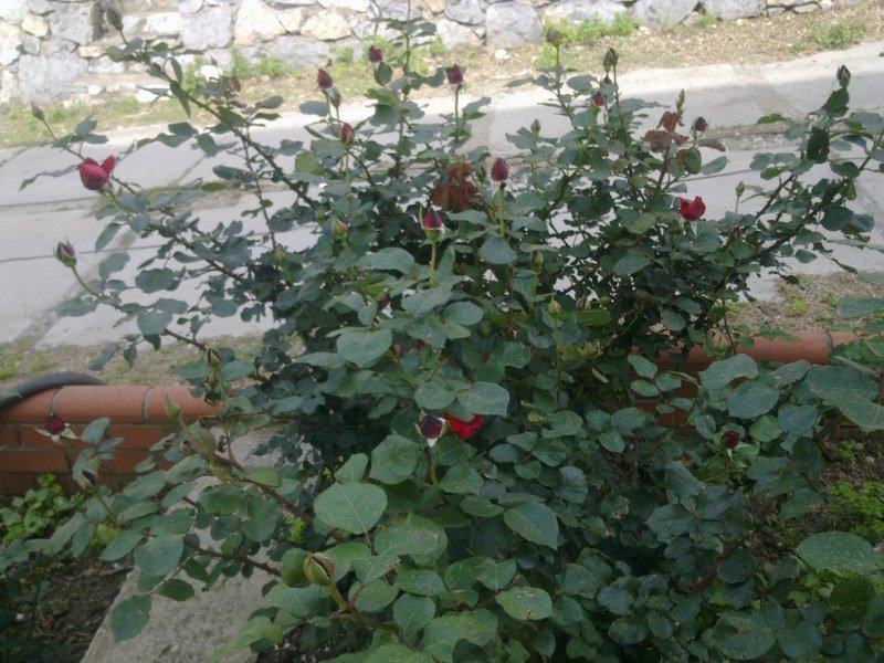 GÃƒÂƒÃ‚ÂƒÃƒÂ‚Ã‚Â¶rÃƒÂƒÃ‚ÂƒÃƒÂ‚Ã‚Â¼ntÃƒÂƒÃ‚ÂƒÃƒÂ‚Ã‚Â¼1480 [800x600].jpg