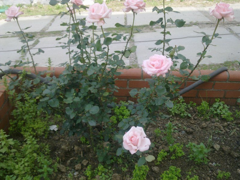 GÃƒÂƒÃ‚ÂƒÃƒÂ‚Ã‚Â¶rÃƒÂƒÃ‚ÂƒÃƒÂ‚Ã‚Â¼ntÃƒÂƒÃ‚ÂƒÃƒÂ‚Ã‚Â¼1481 [800x600].jpg