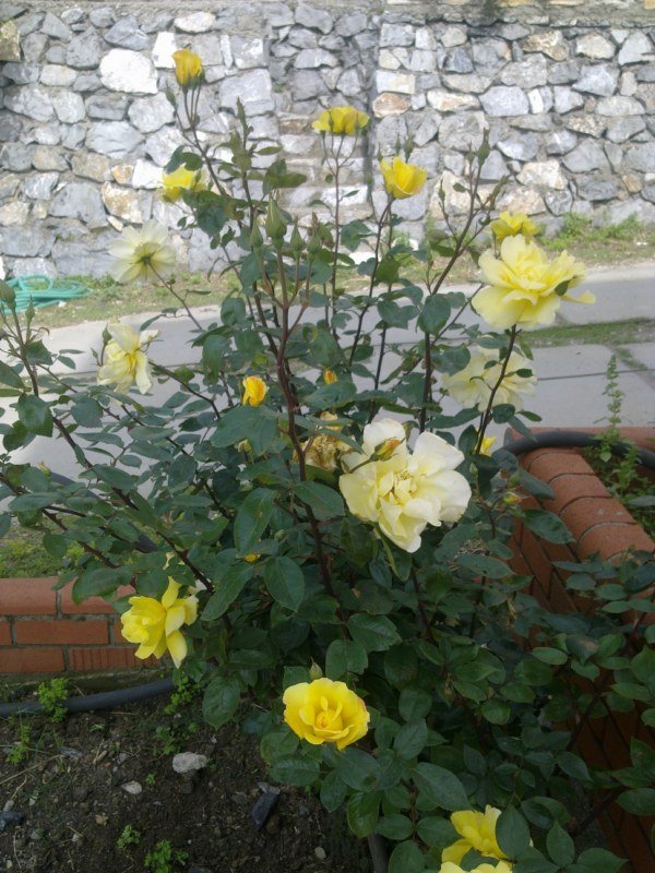 GÃƒÂƒÃ‚ÂƒÃƒÂ‚Ã‚Â¶rÃƒÂƒÃ‚ÂƒÃƒÂ‚Ã‚Â¼ntÃƒÂƒÃ‚ÂƒÃƒÂ‚Ã‚Â¼1482 [800x600].jpg