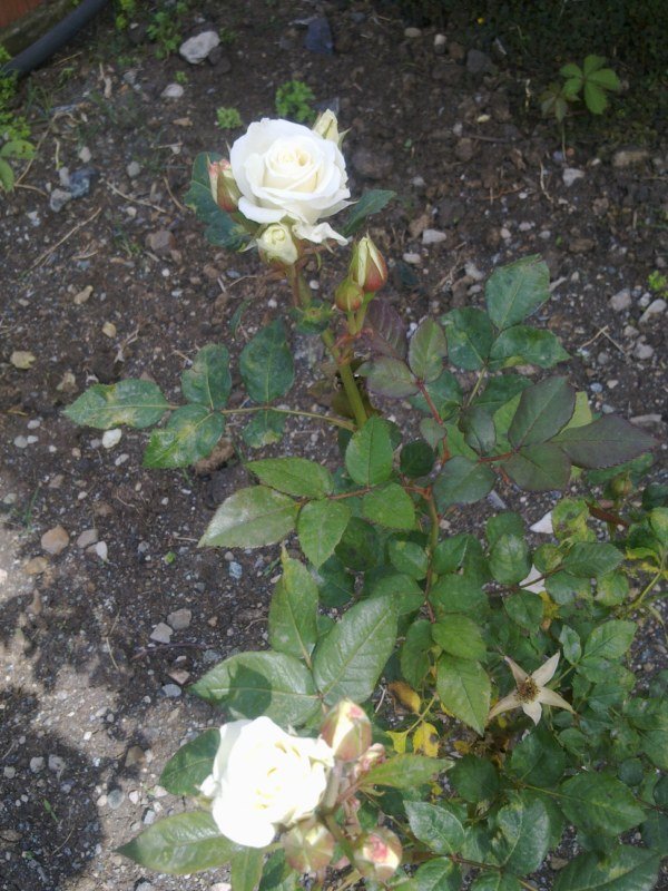 GÃƒÂƒÃ‚ÂƒÃƒÂ‚Ã‚Â¶rÃƒÂƒÃ‚ÂƒÃƒÂ‚Ã‚Â¼ntÃƒÂƒÃ‚ÂƒÃƒÂ‚Ã‚Â¼1483 [800x600].jpg