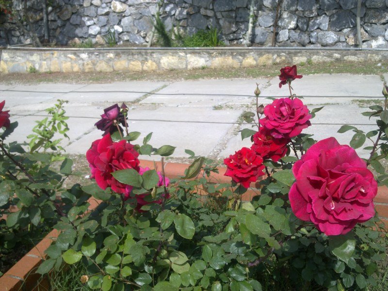 GÃƒÂƒÃ‚ÂƒÃƒÂ‚Ã‚Â¶rÃƒÂƒÃ‚ÂƒÃƒÂ‚Ã‚Â¼ntÃƒÂƒÃ‚ÂƒÃƒÂ‚Ã‚Â¼1484 [800x600].jpg