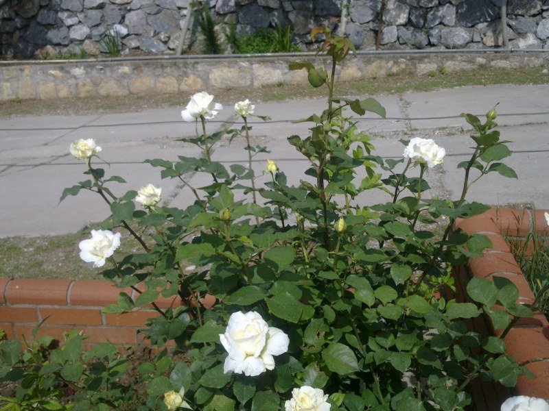 GÃƒÂƒÃ‚ÂƒÃƒÂ‚Ã‚Â¶rÃƒÂƒÃ‚ÂƒÃƒÂ‚Ã‚Â¼ntÃƒÂƒÃ‚ÂƒÃƒÂ‚Ã‚Â¼1485 [800x600].jpg