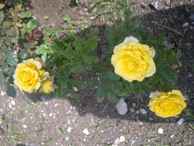 GÃƒÂƒÃ‚ÂƒÃƒÂ‚Ã‚Â¶rÃƒÂƒÃ‚ÂƒÃƒÂ‚Ã‚Â¼ntÃƒÂƒÃ‚ÂƒÃƒÂ‚Ã‚Â¼1486 [800x600].jpg