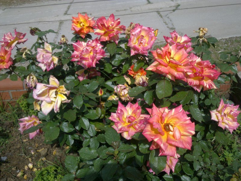 GÃƒÂƒÃ‚ÂƒÃƒÂ‚Ã‚Â¶rÃƒÂƒÃ‚ÂƒÃƒÂ‚Ã‚Â¼ntÃƒÂƒÃ‚ÂƒÃƒÂ‚Ã‚Â¼1487 [800x600].jpg