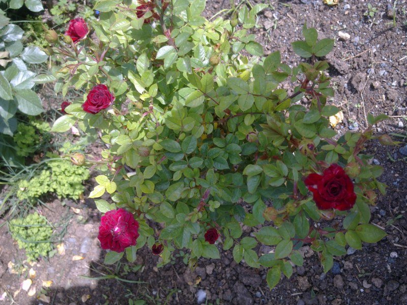 GÃƒÂƒÃ‚ÂƒÃƒÂ‚Ã‚Â¶rÃƒÂƒÃ‚ÂƒÃƒÂ‚Ã‚Â¼ntÃƒÂƒÃ‚ÂƒÃƒÂ‚Ã‚Â¼1488 [800x600].jpg