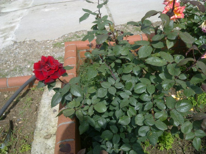 GÃƒÂƒÃ‚ÂƒÃƒÂ‚Ã‚Â¶rÃƒÂƒÃ‚ÂƒÃƒÂ‚Ã‚Â¼ntÃƒÂƒÃ‚ÂƒÃƒÂ‚Ã‚Â¼1489 [800x600].jpg