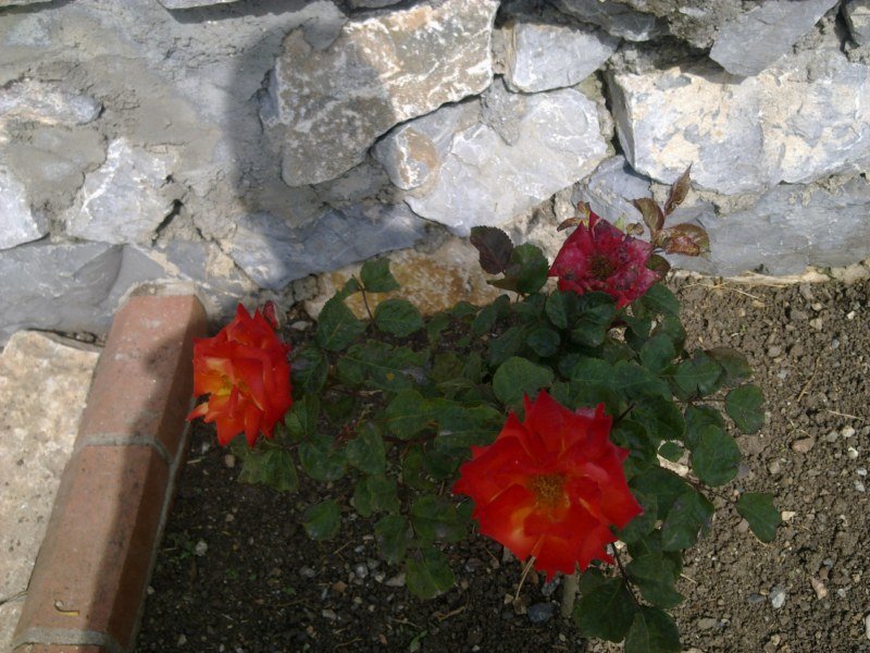 GÃƒÂƒÃ‚ÂƒÃƒÂ‚Ã‚Â¶rÃƒÂƒÃ‚ÂƒÃƒÂ‚Ã‚Â¼ntÃƒÂƒÃ‚ÂƒÃƒÂ‚Ã‚Â¼1490 [800x600].jpg