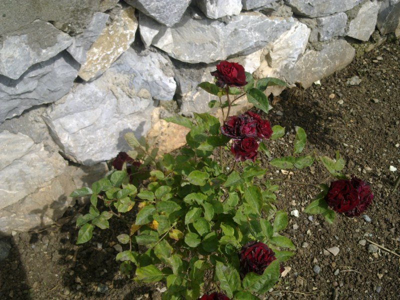 GÃƒÂƒÃ‚ÂƒÃƒÂ‚Ã‚Â¶rÃƒÂƒÃ‚ÂƒÃƒÂ‚Ã‚Â¼ntÃƒÂƒÃ‚ÂƒÃƒÂ‚Ã‚Â¼1491 [800x600].jpg