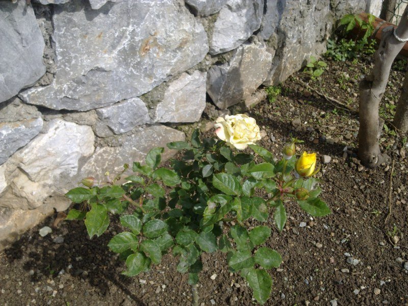 GÃƒÂƒÃ‚ÂƒÃƒÂ‚Ã‚Â¶rÃƒÂƒÃ‚ÂƒÃƒÂ‚Ã‚Â¼ntÃƒÂƒÃ‚ÂƒÃƒÂ‚Ã‚Â¼1492 [800x600].jpg