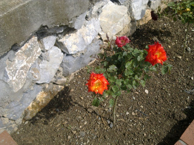 GÃƒÂƒÃ‚ÂƒÃƒÂ‚Ã‚Â¶rÃƒÂƒÃ‚ÂƒÃƒÂ‚Ã‚Â¼ntÃƒÂƒÃ‚ÂƒÃƒÂ‚Ã‚Â¼1493 [800x600].jpg