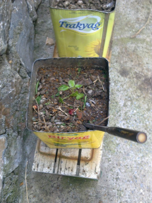 GÃƒÂƒÃ‚ÂƒÃƒÂ‚Ã‚Â¶rÃƒÂƒÃ‚ÂƒÃƒÂ‚Ã‚Â¼ntÃƒÂƒÃ‚ÂƒÃƒÂ‚Ã‚Â¼1521 [800x600].jpg