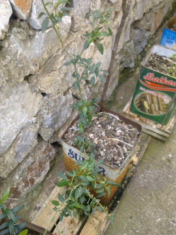 GÃƒÂƒÃ‚ÂƒÃƒÂ‚Ã‚Â¶rÃƒÂƒÃ‚ÂƒÃƒÂ‚Ã‚Â¼ntÃƒÂƒÃ‚ÂƒÃƒÂ‚Ã‚Â¼1522 [800x600].jpg