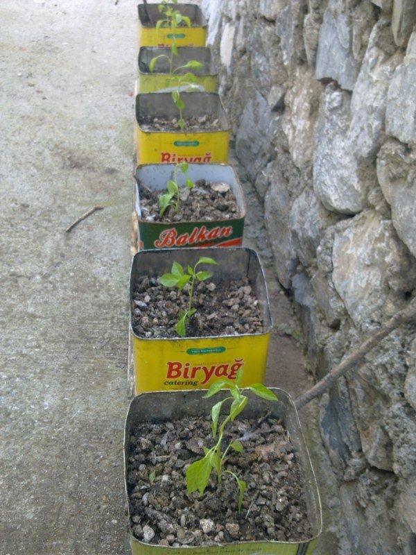 GÃƒÂƒÃ‚ÂƒÃƒÂ‚Ã‚Â¶rÃƒÂƒÃ‚ÂƒÃƒÂ‚Ã‚Â¼ntÃƒÂƒÃ‚ÂƒÃƒÂ‚Ã‚Â¼1523 [800x600].jpg