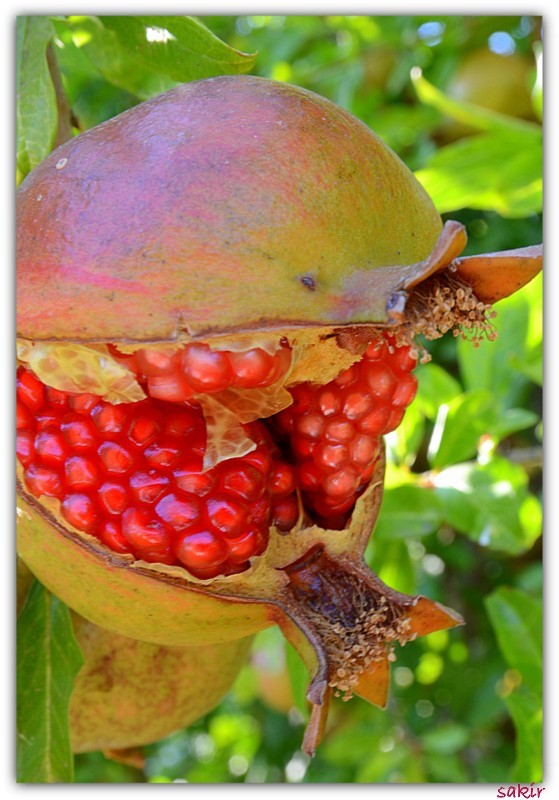 H.ÃƒÂƒÃ‚ÂƒÃƒÂ‚Ã‚Â‡ANDIRDA 059.JPG