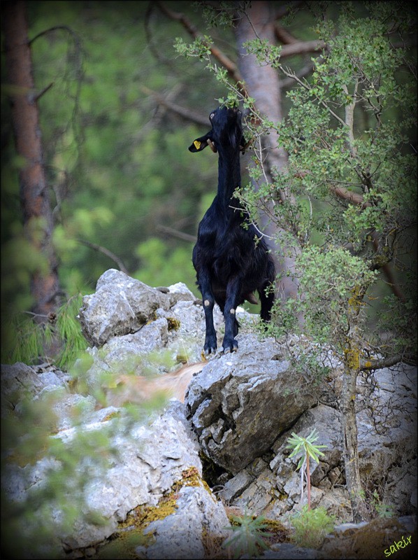 H.ÃƒÂƒÃ‚ÂƒÃƒÂ‚Ã‚Â‡ANDIRDA 157.JPG