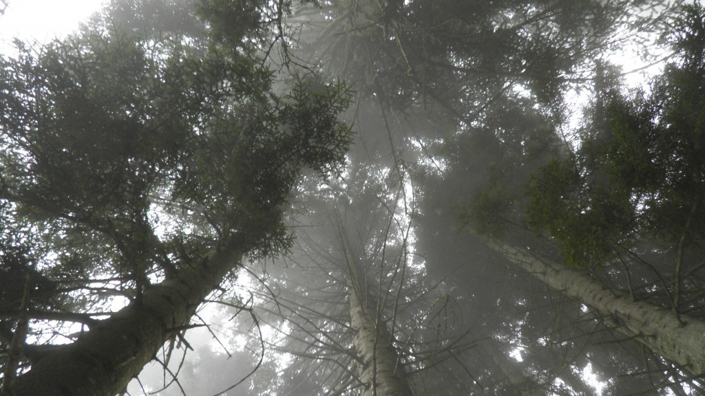 hÃƒÂƒÃ‚Â„ÃƒÂ‚Ã‚Â±dÃƒÂƒÃ‚Â„ÃƒÂ‚Ã‚Â±rnebi yaylasÃƒÂƒÃ‚Â„ÃƒÂ‚Ã‚Â±. (42).JPG