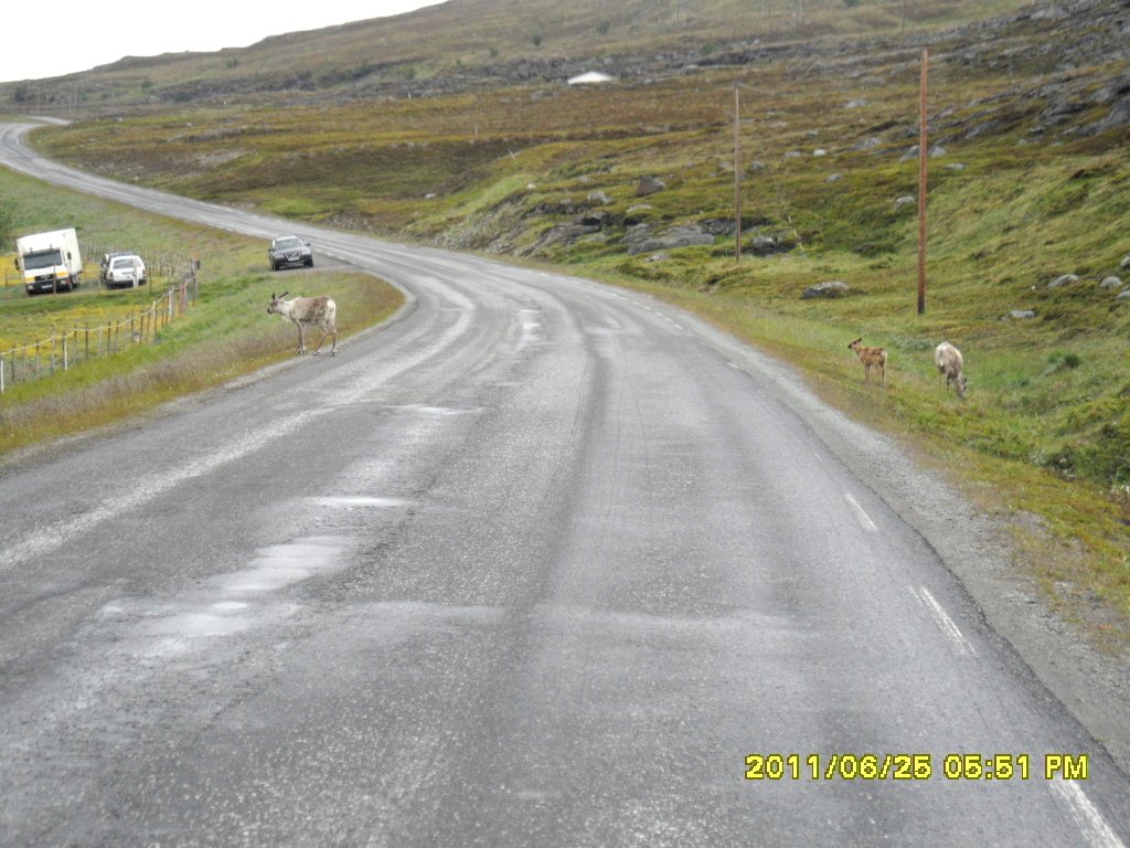 HammerfestÃƒÂƒÃ‚Â‚ÃƒÂ‚Ã‚Â´e giden yol kenarinda gezen ren geyikleri.JPG