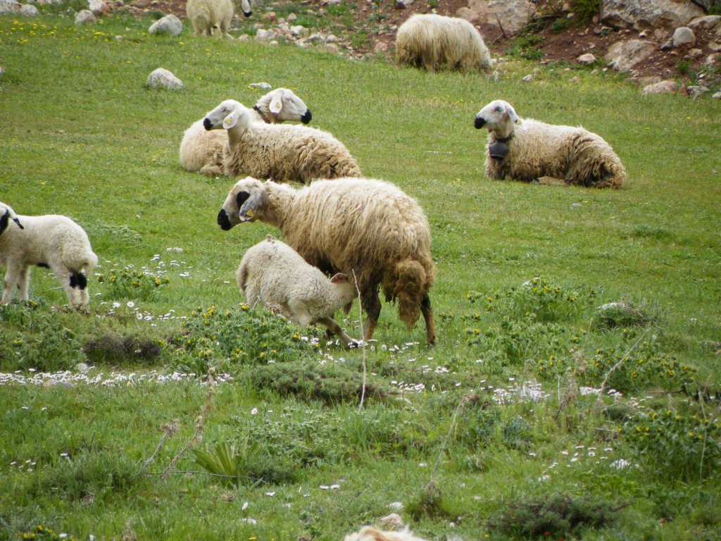 hatay off road 379.jpg