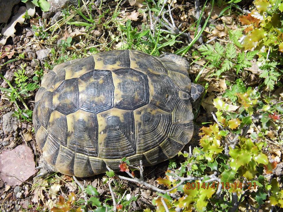 Hatundere  - DumanlÃƒÂƒÃ‚Â„ÃƒÂ‚Ã‚Â±daÃƒÂƒÃ‚Â„ÃƒÂ‚Ã‚ÂŸ (13 Nisan 2013) 043.jpg