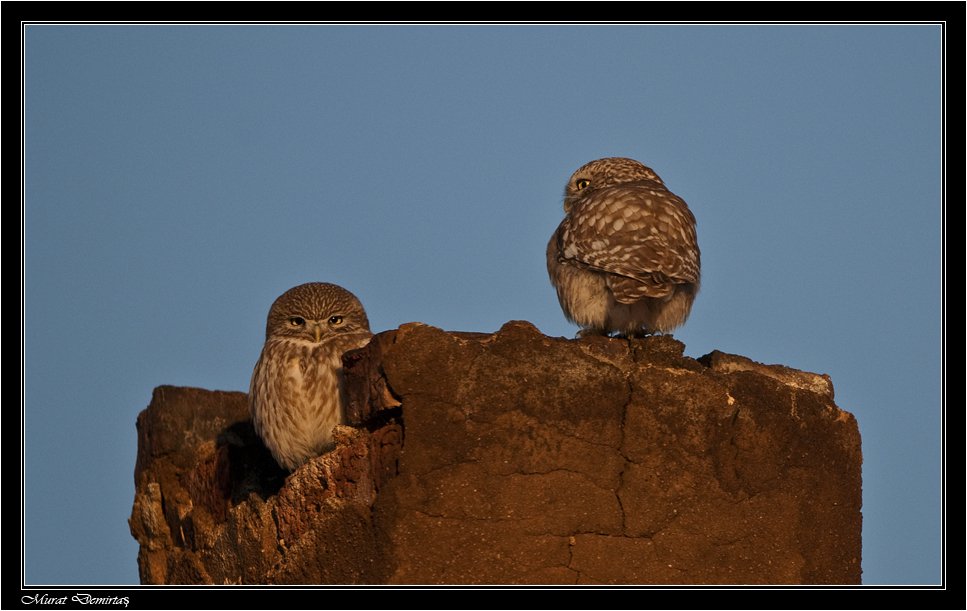 HazÃƒÂƒÃ‚Â„ÃƒÂ‚Ã‚Â±r kukumav.jpg