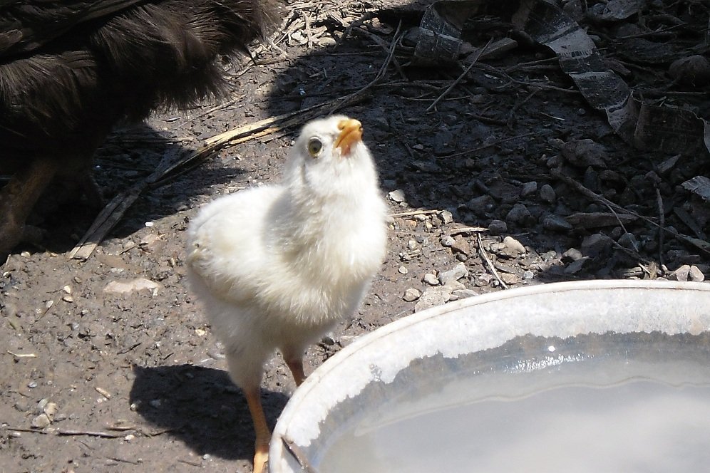 HisarÃƒÂƒÃ‚ÂƒÃƒÂ‚Ã‚Â¶nÃƒÂƒÃ‚ÂƒÃƒÂ‚Ã‚Â¼ (8).JPG