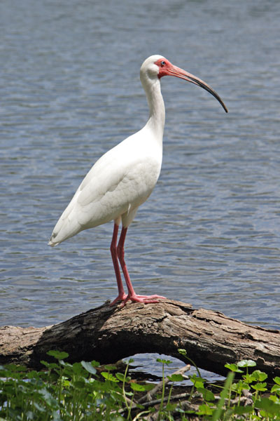 ibis.jpg