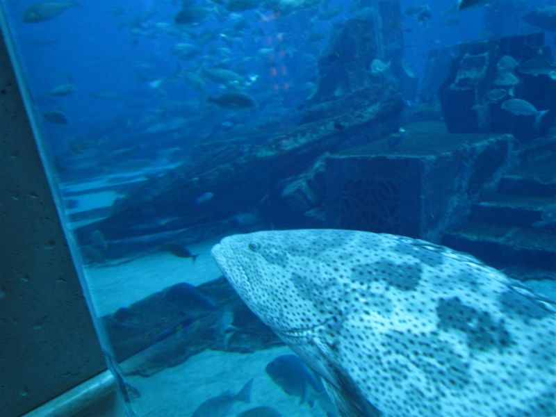 IMG_0084 (Large).jpg