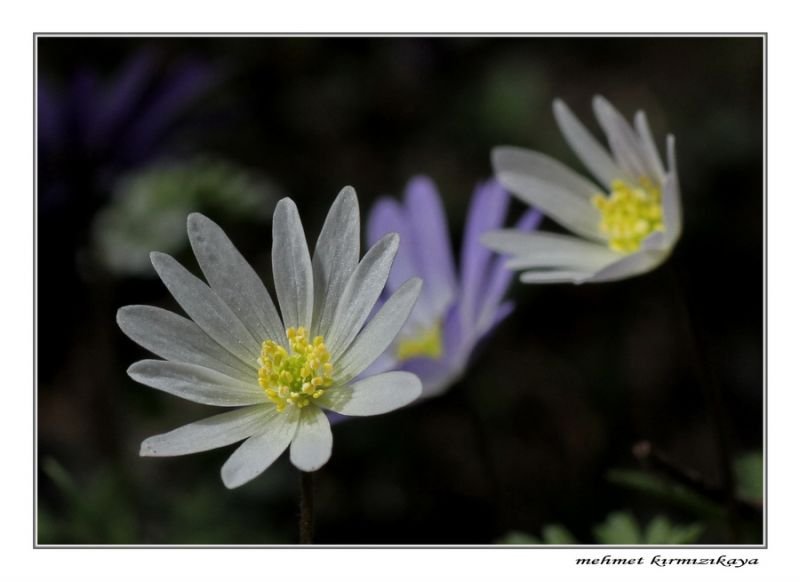 IMG_0269x8.jpg